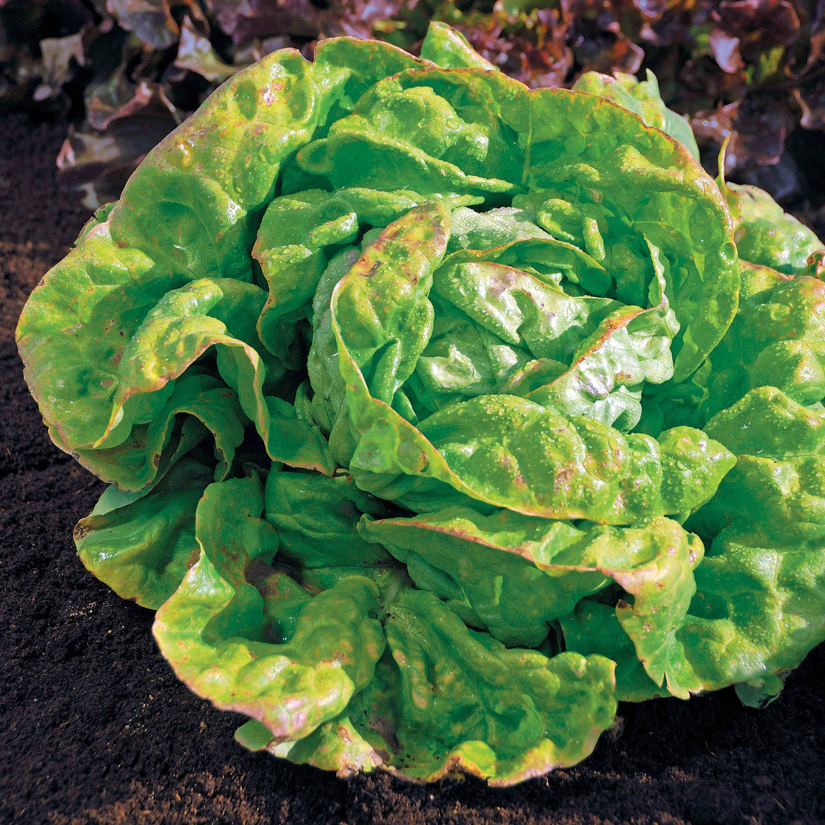 Kopfsalat ‘Reine de Mai’ Bio - Willemse