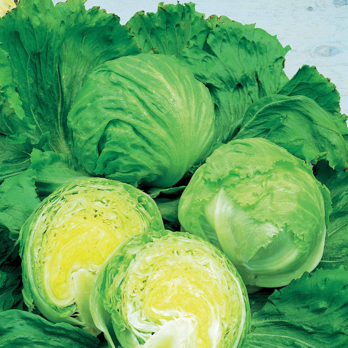 Bataviasalat Barcelona - Lactuca sativa barcelona - Willemse