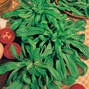 Feldsalat, großkörnig (holländische) - Valerianella locusta - Willemse