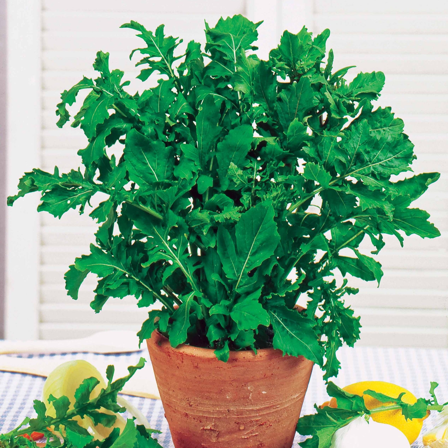 Rucola - Willemse