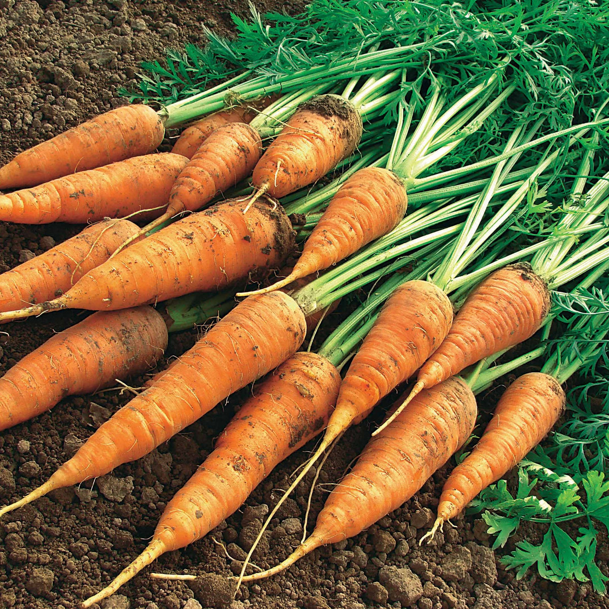 Möhre ‘Geante de Tilques’ (grüner Blattstiel) - Daucus carota géante de tilques à pétiole vert - Willemse
