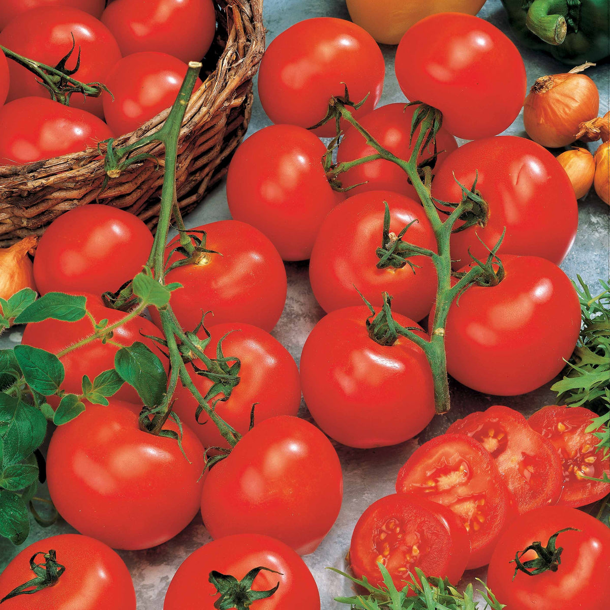 Tomate Vitador F1 - Solanum lycopersicum vitador f1 - Willemse
