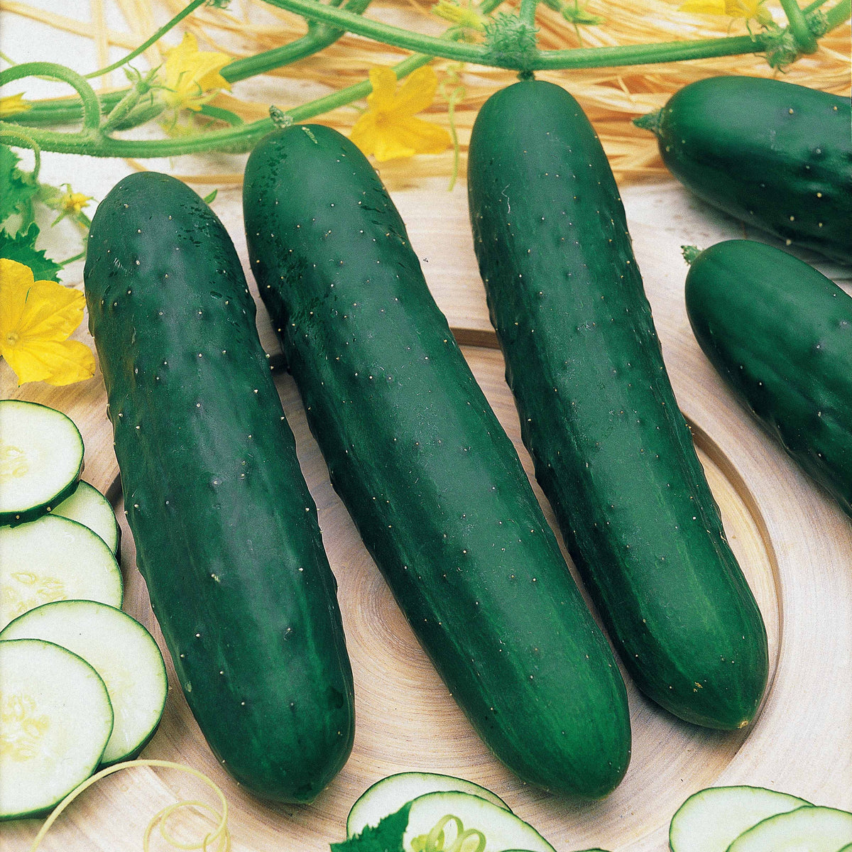 Gurke ‘Marketer’ - Cucumis sativus marketer - Willemse