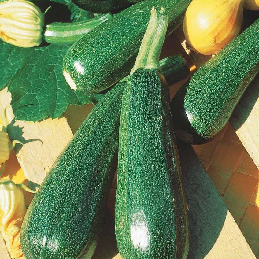 Zucchini ‘Verte non coureuse’ - Cucurbita pepo  verte non coureuse des maraîchers - Willemse