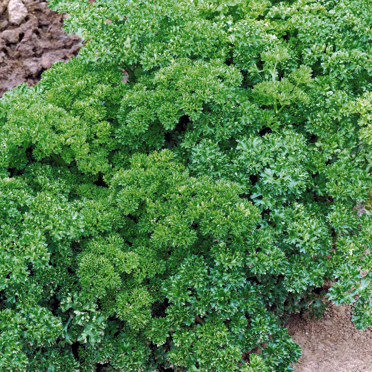 Krause Petersilie Dunkelgrün Bio - Petroselinum crispum - Willemse