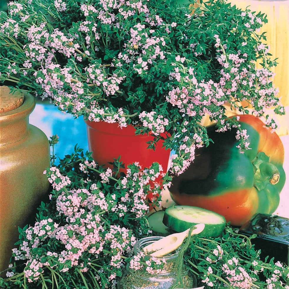 Thymian - Thymus vulgaris - Willemse