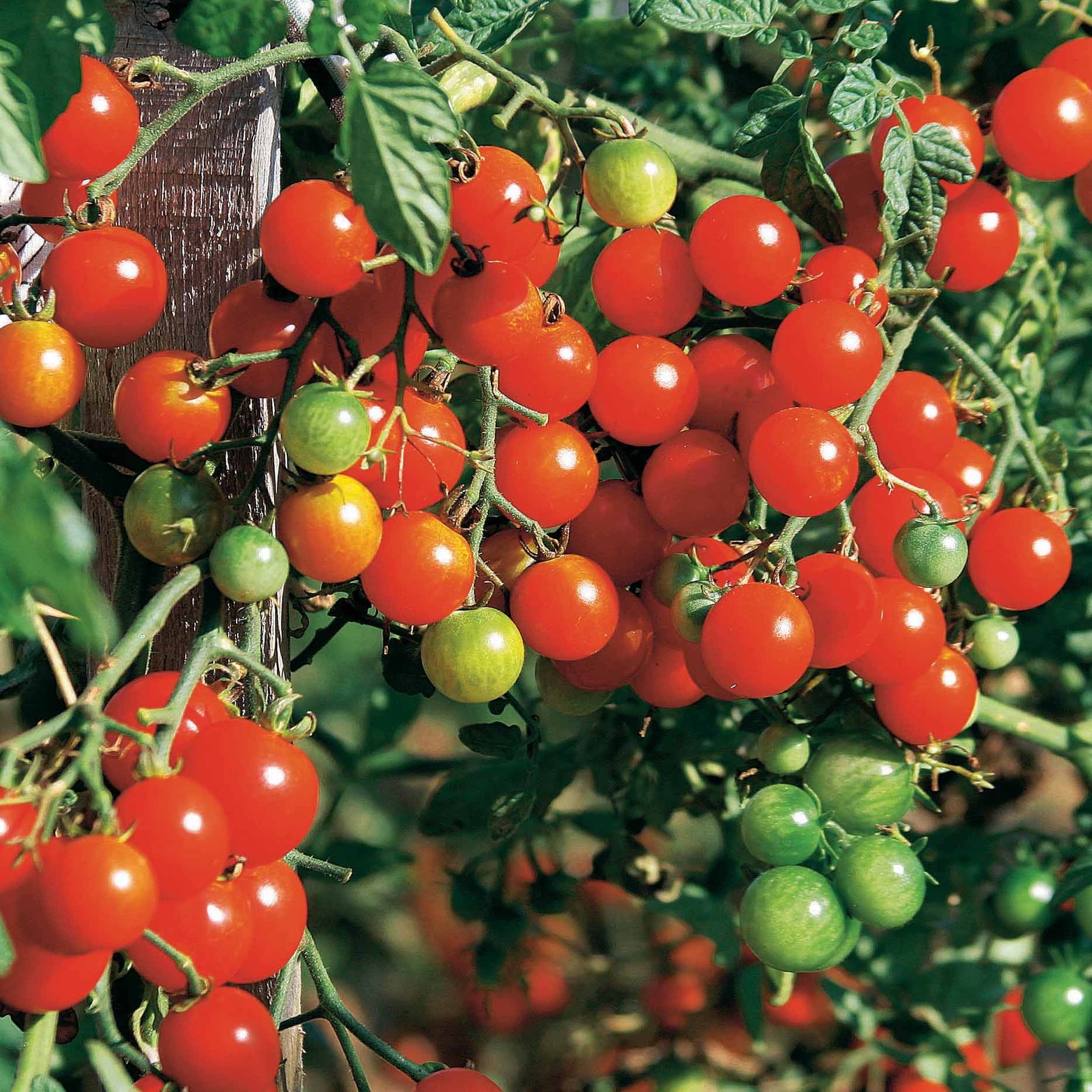Kirschtomate Sweet Baby - Solanum lycopersicum Sweet Baby - Willemse