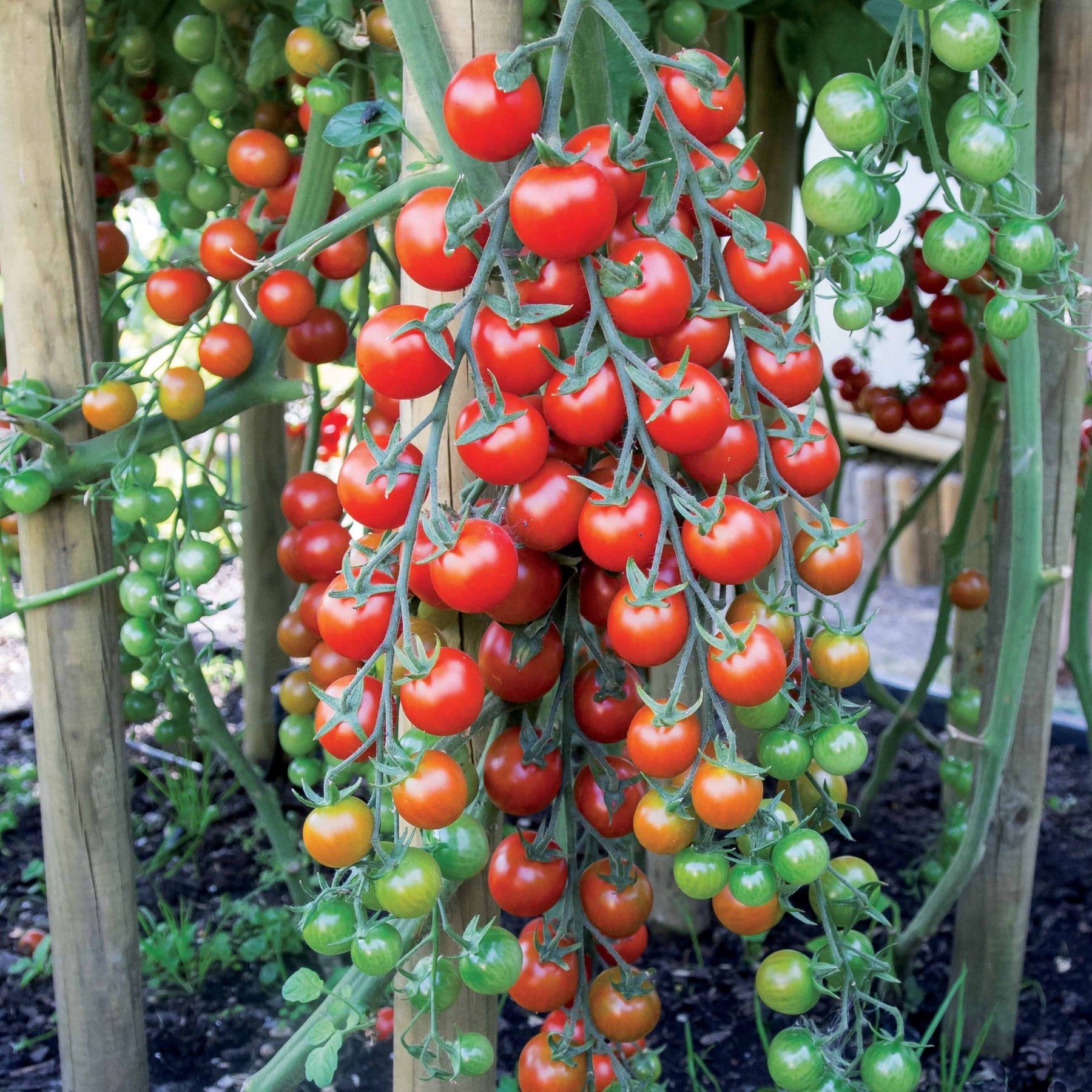 Kirschtomate Sweet Baby - Willemse