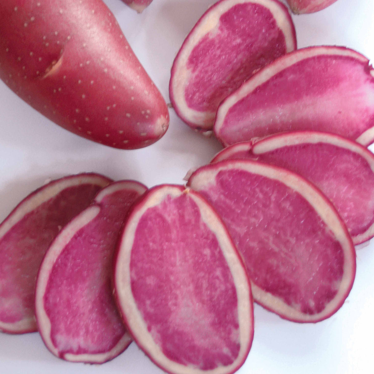 Kartoffel ‘Rouge des Flandres’ (x10) - Solanum tuberosum Rouge des Flandres - Willemse