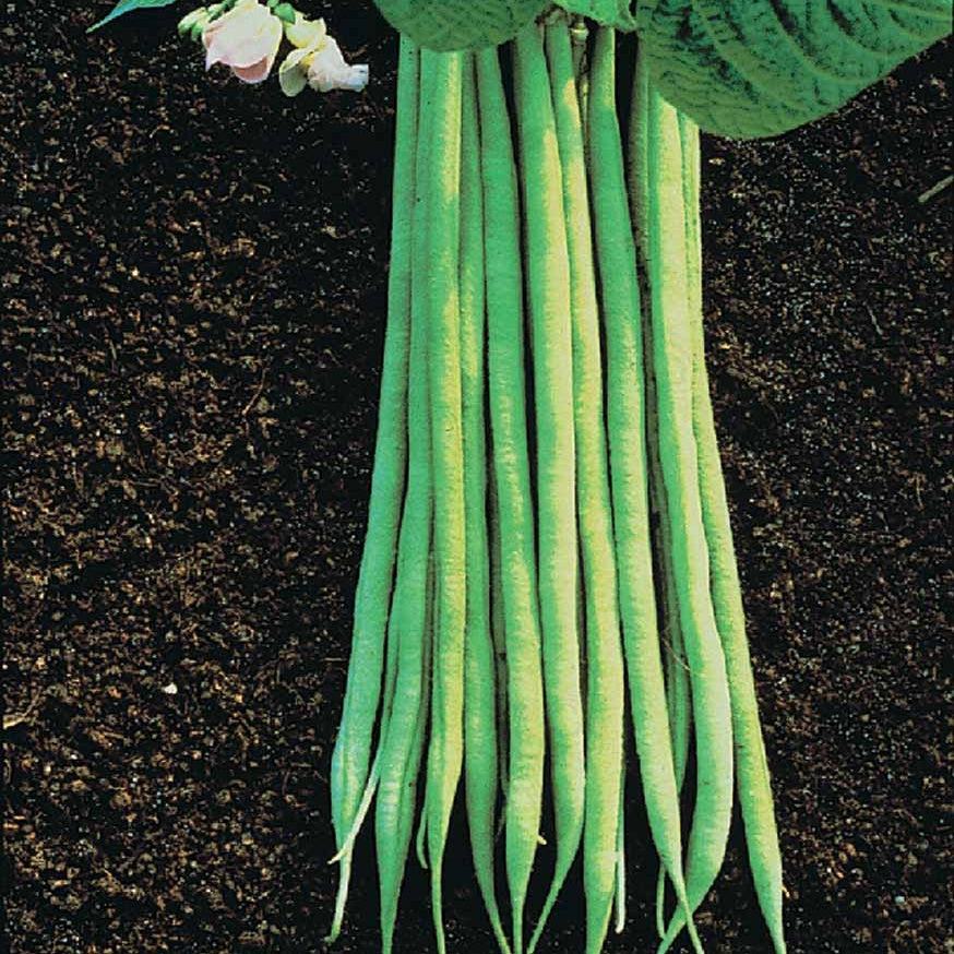 Buschbohne fein ‘Aiguillon’ - Phaseolus vulgaris nain fin aiguillon (obt. gautier) 200 g - Willemse