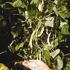 Phaseolus vulgaris haricot maïs type tarbais - Mais-Stangenbohnen Tarbais - Samen für Bohnen