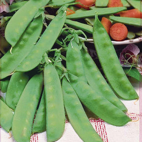 Zuckererbse Widderhorn - Pisum sativum corne de bélier - Willemse