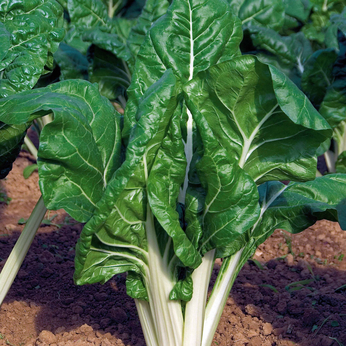 Mangold ‘Verte à cardes blanches’ - Beta vulgaris cicla verte à cardes blanches 2 - Willemse