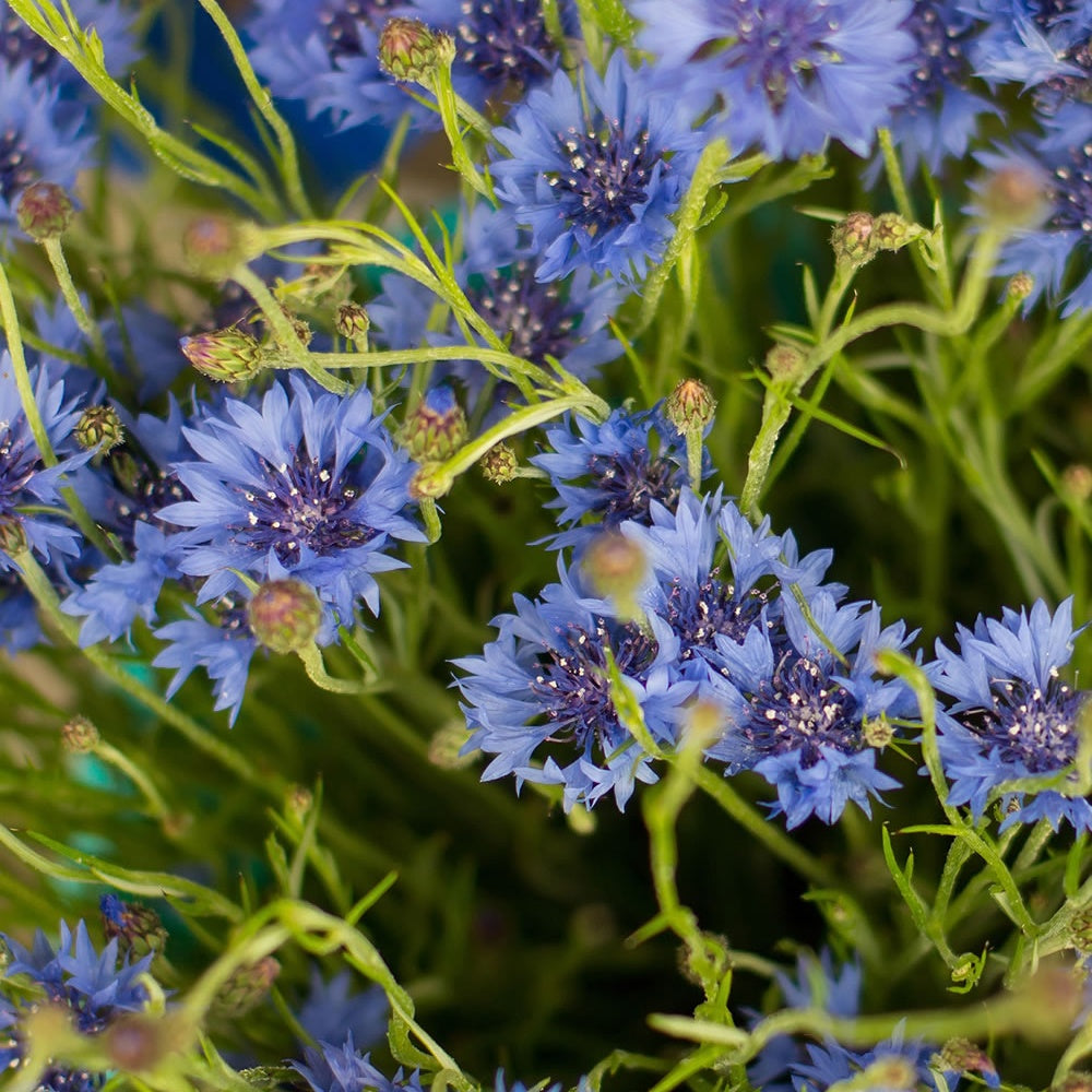 Sommerblumen-Saatteppich (x5) - Tapis de graines massif ensoleillé - Saatbänder -pads und -matten