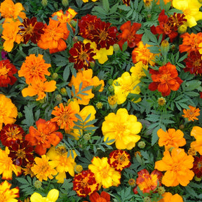 Saatteppich „Sonnenbeet“ (x5) - Saatgenteppiche für Blumen - Willemse