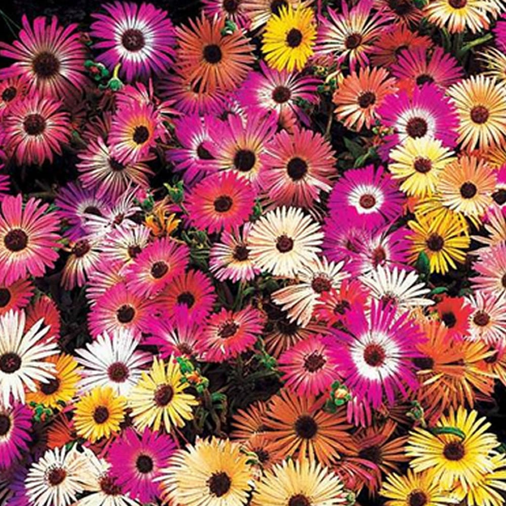 Saatteppich „Sonnenbeet“ (x5) - Willemse