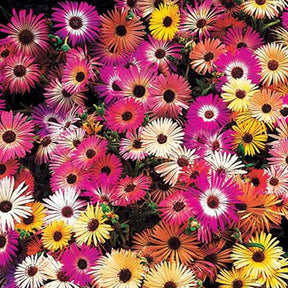 Saatteppich „Sonnenbeet“ (x5) - Willemse