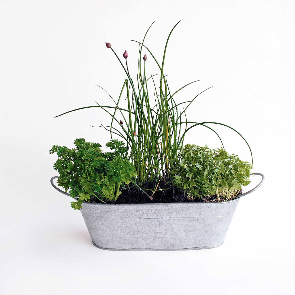 Das Set Aromaten im Blumenkasten Zink - Gemüsegarten