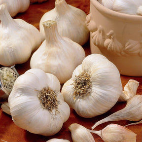 Knoblauch ‘Messidrôme’ - Willemse