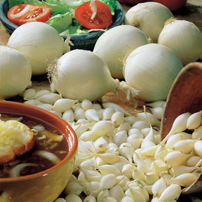 Allium cepa snowball - Weiße Steckzwiebel Snowball - Zwiebelzwiebeln
