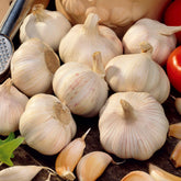 Knoblauch ‘Thérador’ - Willemse