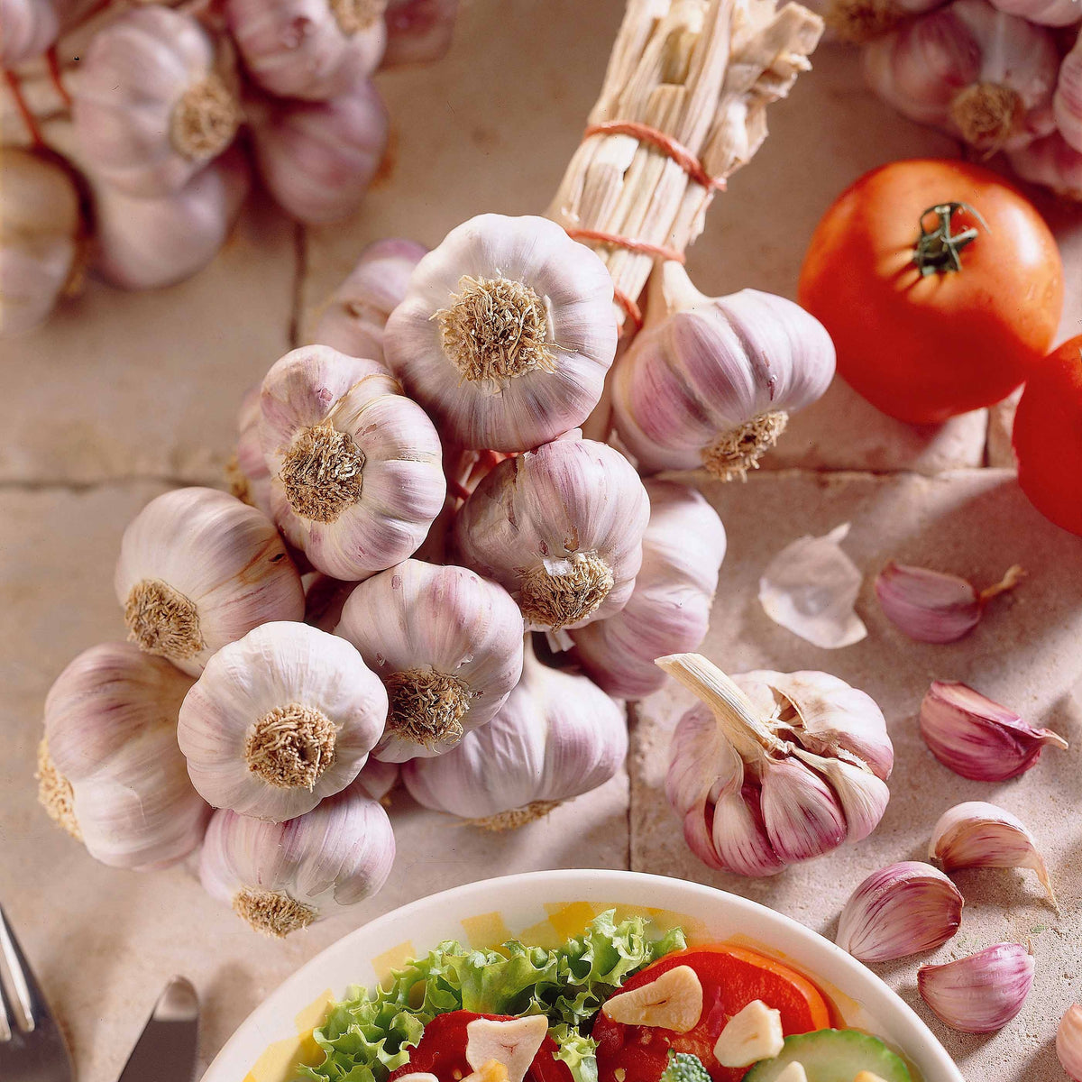 Knoblauch ‘Germidour’ - Willemse