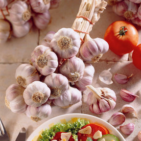 Knoblauch ‘Germidour’ - Willemse