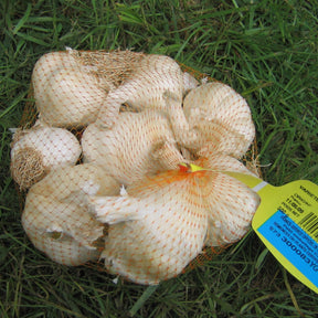 Knoblauch ‘Germidour’ - Allium sativum germidour - Willemse