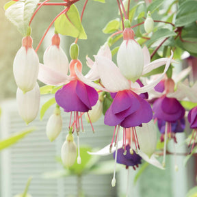 Fuchsie Blue Sarah (x3) - Fuchsia blue sarah - Willemse