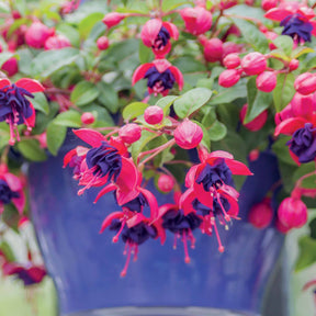 Hängende Fuchsien Dark Eyes (x3) - Fuchsia dark eyes - Willemse