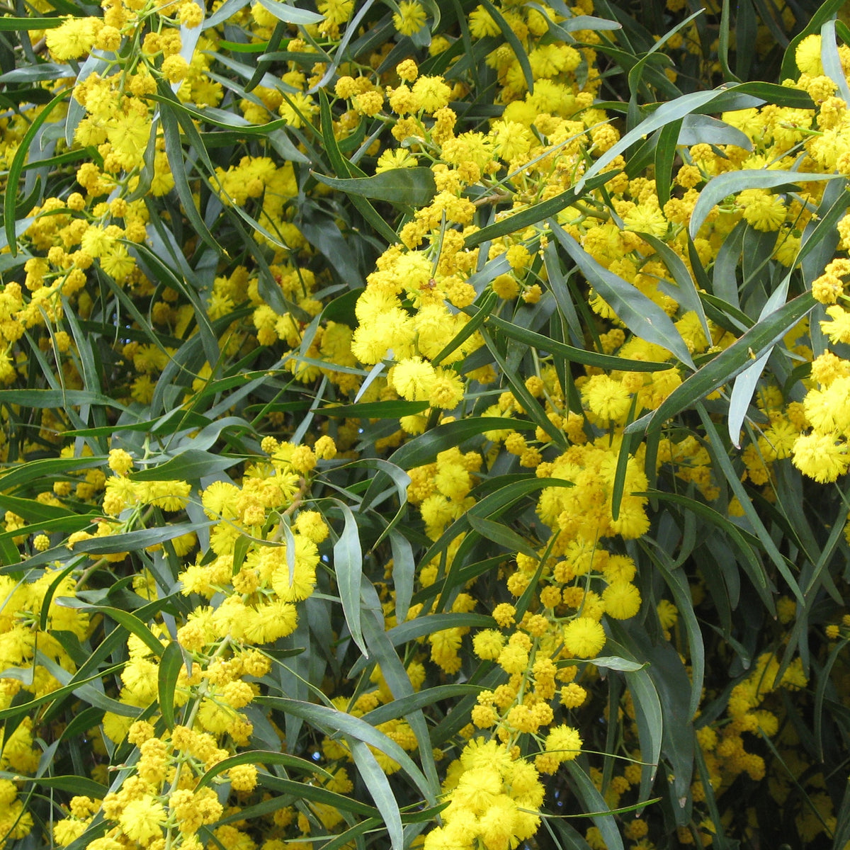 Vier-Jahreszeiten-Mimose - Willemse