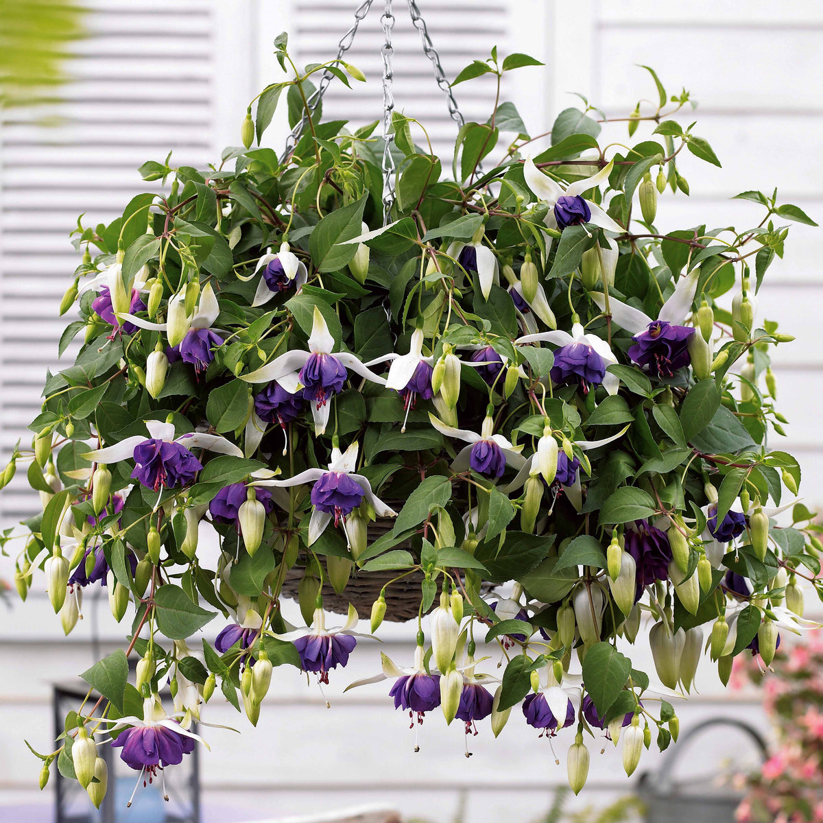 Hängende Fuchsien Blue Angel (x3) - Willemse