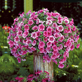 Hängepetunie rosa (x3) - Willemse