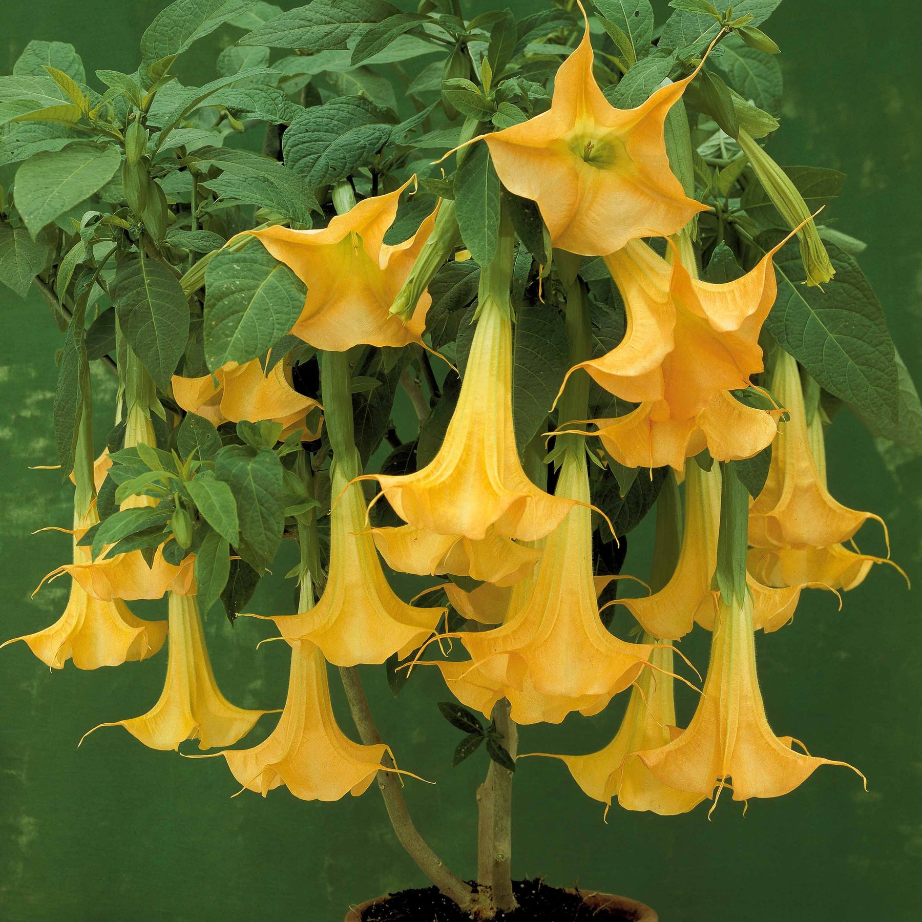Engelstrompete gelb - Brugmansia - Willemse