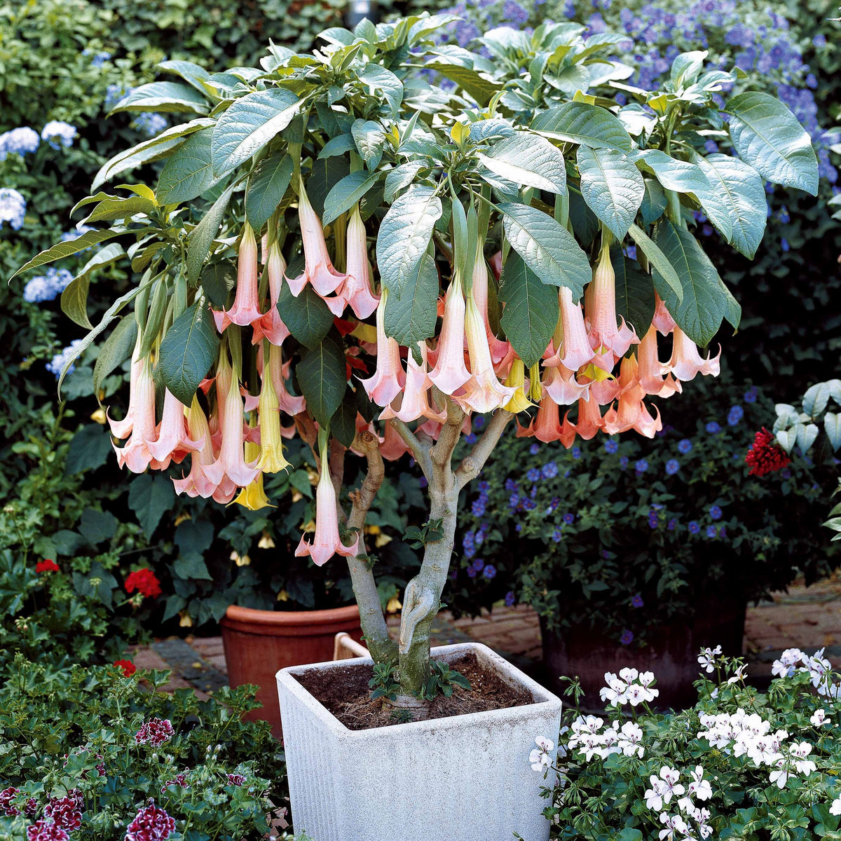 Engelstrompeten Exotic Pink - Brugmansia Exotic Pink - Willemse