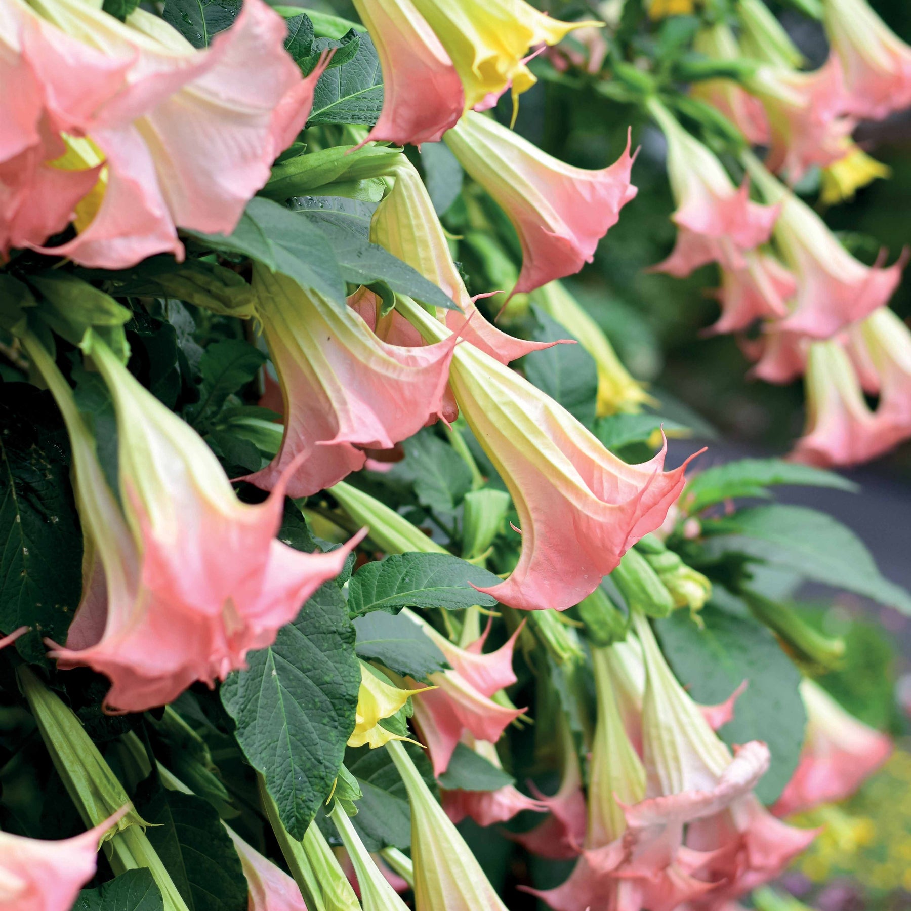 Engelstrompeten Exotic Pink - Willemse