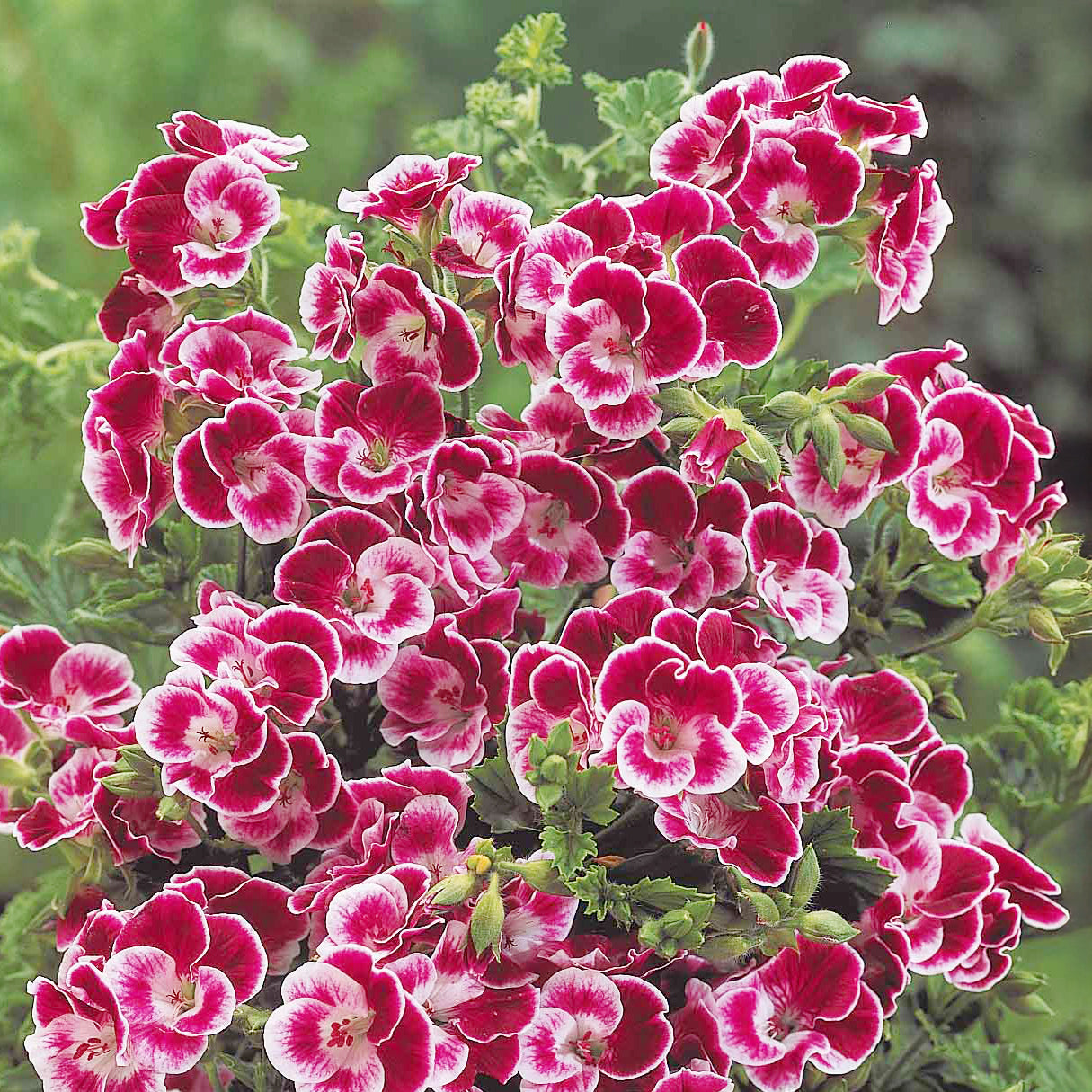 Duftgeranie Pansy (x3) - Pelargonium pansy - Willemse