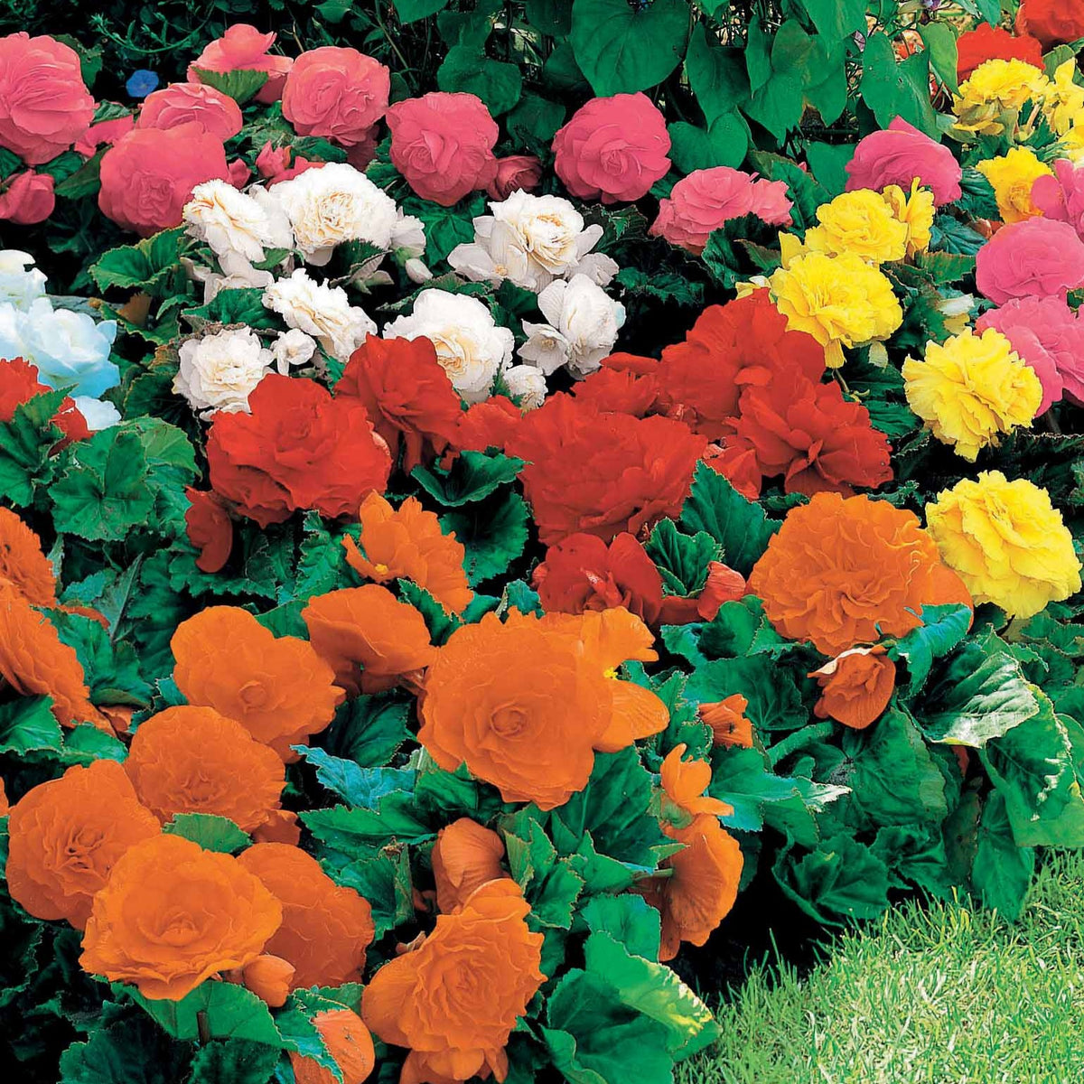 Begonien Mischung Non Stop (gelb, rot, rosa, weiß) (x16) - Begonia multiflora non stop - Willemse