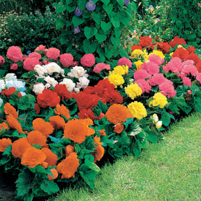 Begonia multiflora non stop - Begonien Mischung Non Stop (gelb, rot, rosa, weiß) (x16) - Begonien-Zwiebeln