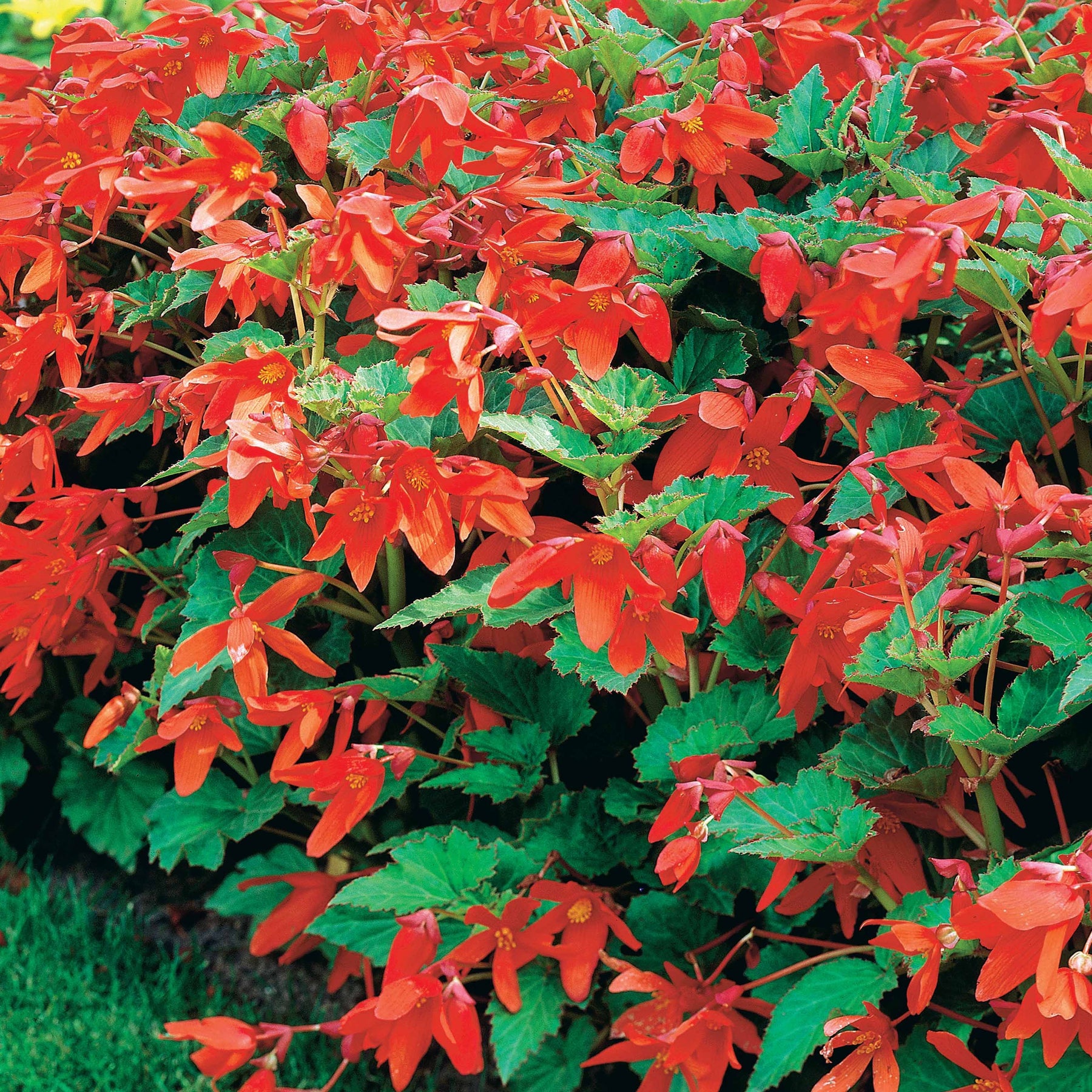 Begonie Tanais (x2) - Begonia bertinii tanaïs - Willemse