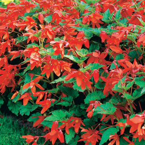 Begonie Tanais (x2) - Begonia bertinii tanaïs - Willemse