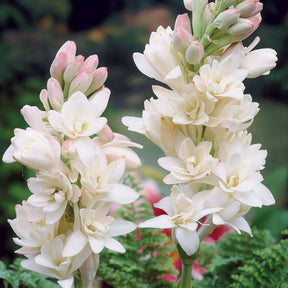 Tuberose The Pearl (x3) - Willemse