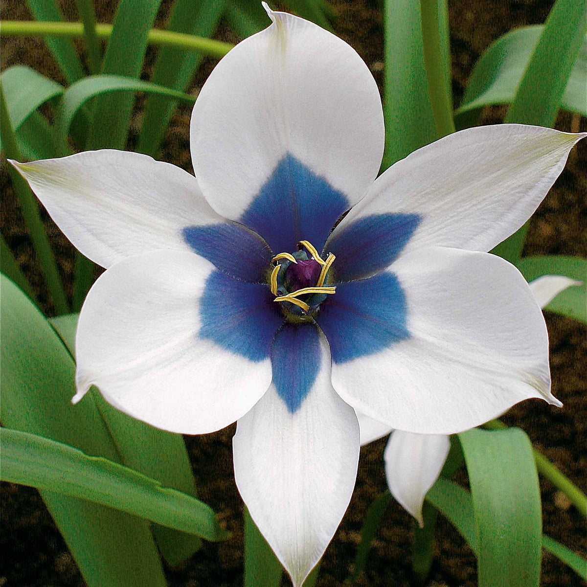 Tulpe Alba Coerulea Oculata (x4) - Willemse