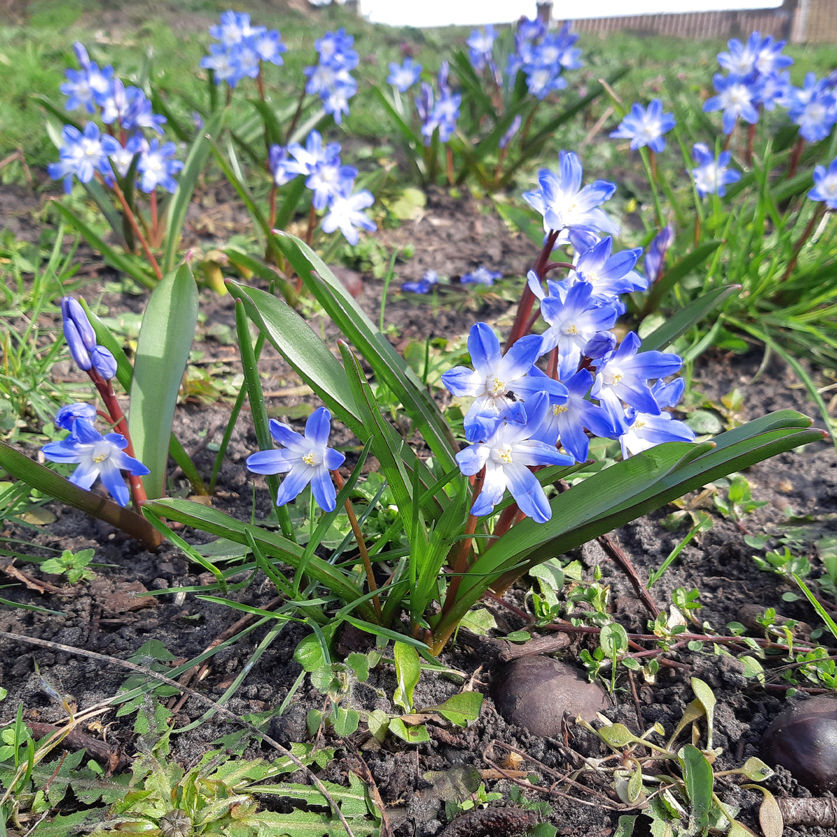 Schneeglanz-Zwiebeln - Blaue Schneeglöckchen (x10) - Chionodoxa forbesii blue giant