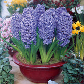 Hyazinthe 'Ostara' (x6) - Willemse