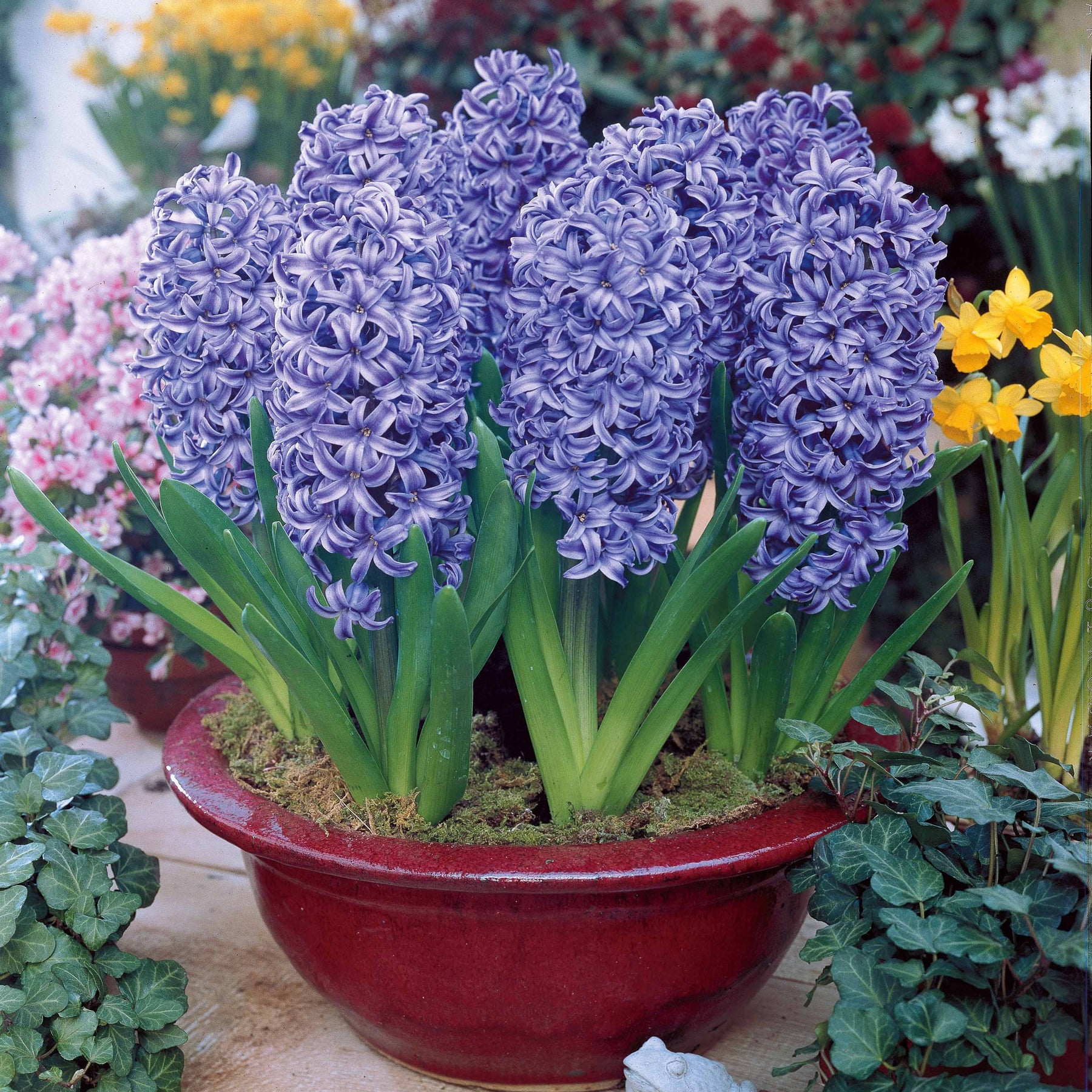 Hyazinthe 'Ostara' (x6) - Willemse