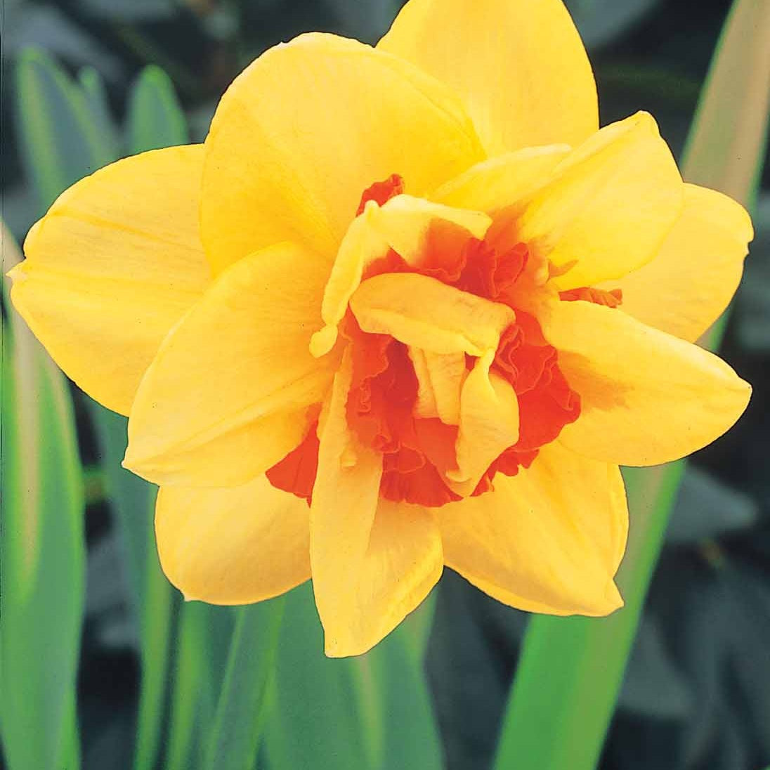 Gefüllte Narzisse 'Tahiti' (x10) - Narcissus tahiti - Blumenzwiebeln