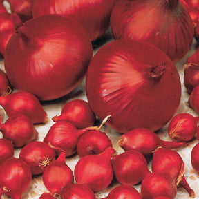 Verkauf Zwiebel 'Rote Braunschweiger'