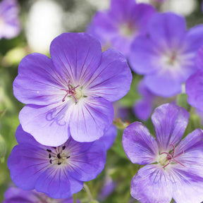 Himalaya-Storchschnabel - Geranium himalayense