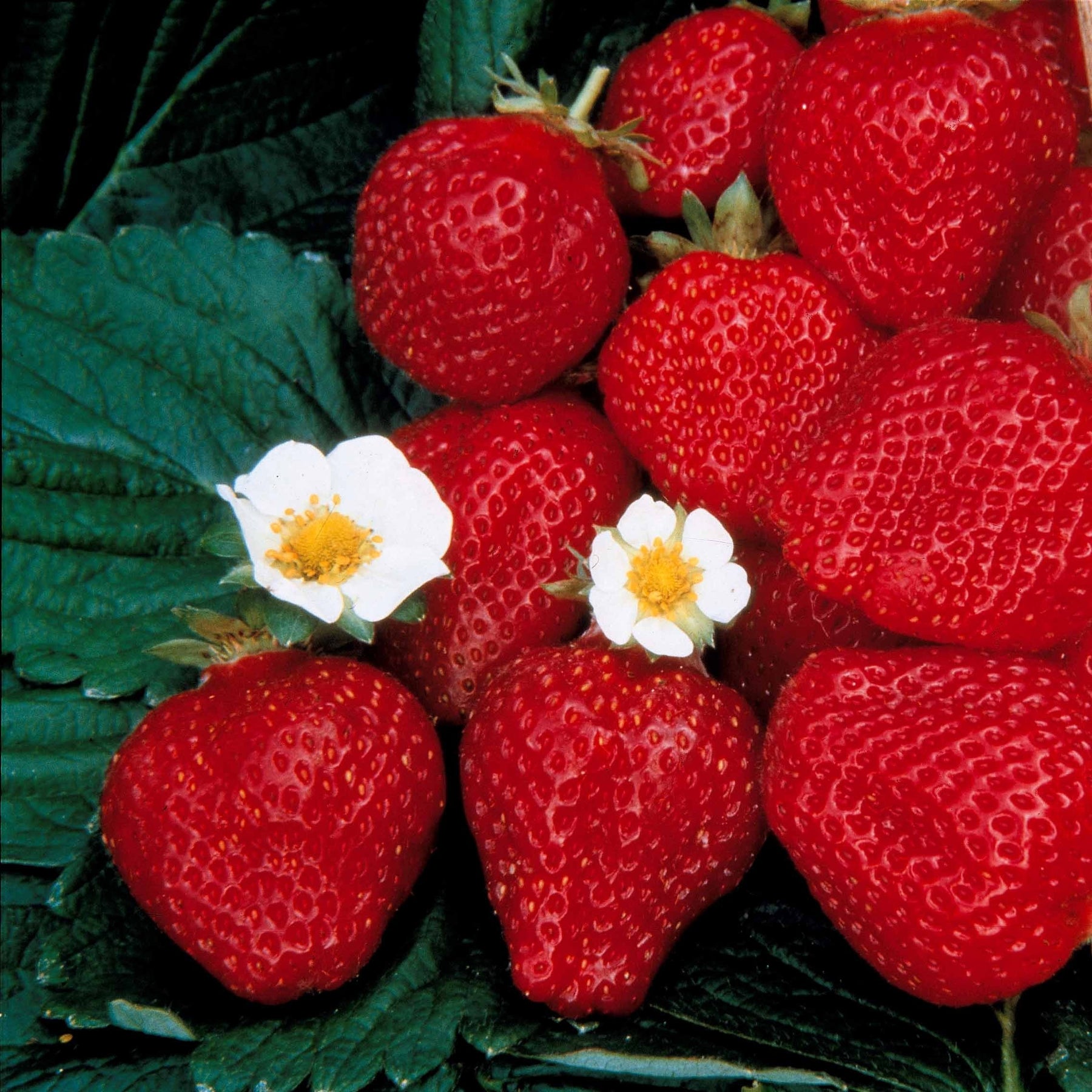 Fragaria maestro ® cov 89.98.1 - Erdbeere Maestro ® VOC 89.98.1 - Erdbeeren